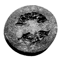 FIG. 3—TWO-CELLED TOMATO
