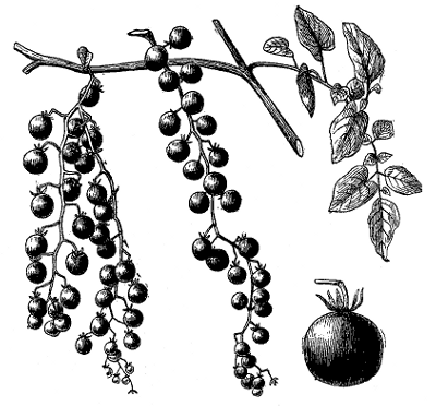 FIG. 5—CURRANT TOMATO AND CHARACTERISTIC CLUSTERS