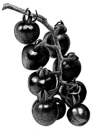 FIG. 6—RED CHERRY TOMATO