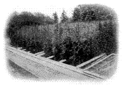 FIG. 19—TOMATOES SOWN AND ALLOWED TO GROW IN HOTBEDS