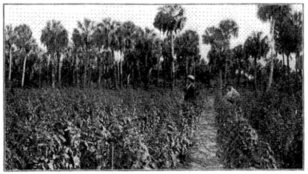 FIG. 21—TRAINING TOMATOES IN FLORIDA TO SINGLE STAKE
 (Photo by courtesy of Prof. P. H. Rolfs, Director Florida Experiment
Station)