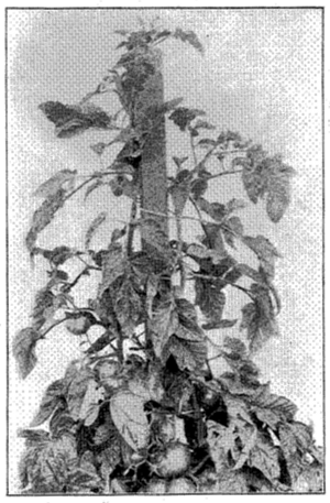 FIG. 22—TOMATO PLANT TRAINED TO SINGLE STAKE