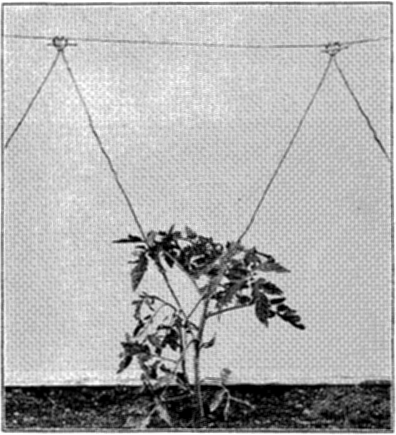 FIG. 24—METHOD OF TRAINING ON LINE IN GREENHOUSE