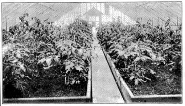 FIG. 26—TRAINING YOUNG TOMATOES IN GREENHOUSE AT NEW
YORK EXPERIMENT STATION (Photo by courtesy Prof. U. P. Hedrick)