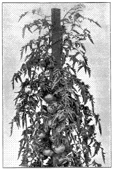 FIG. 33—ATLANTIC PRIZE, AND ITS NORMAL FOLIAGE