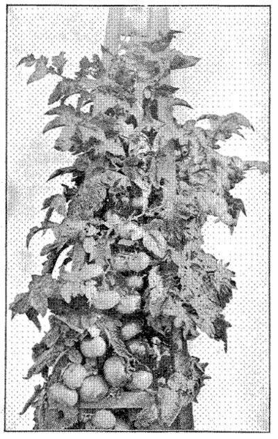 FIG. 34—DWARF CHAMPION. NOTE CHARACTER OF FOLIAGE