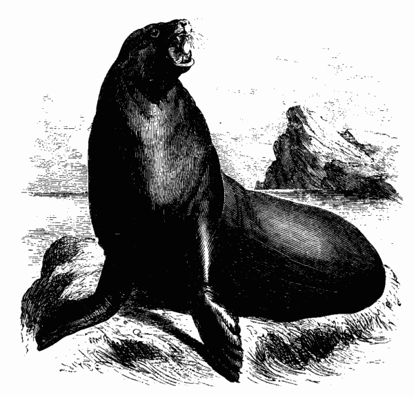 Sea Lion.—Page 213.