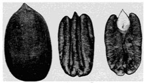 Fig. 5. Frotscher Pecan.