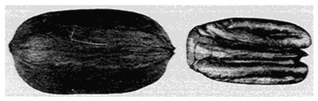 Fig. 8. Pabst Pecan.