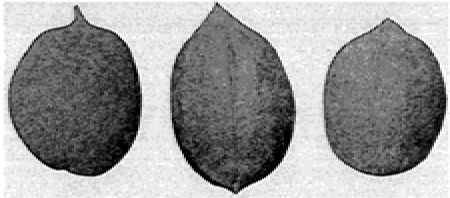 Fig. 15. H. Minima and two of its hybrids, Westbrook and
Pooshee.