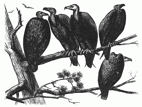 Council of Buzzards