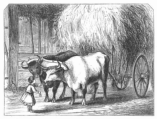 Percy and the Oxen