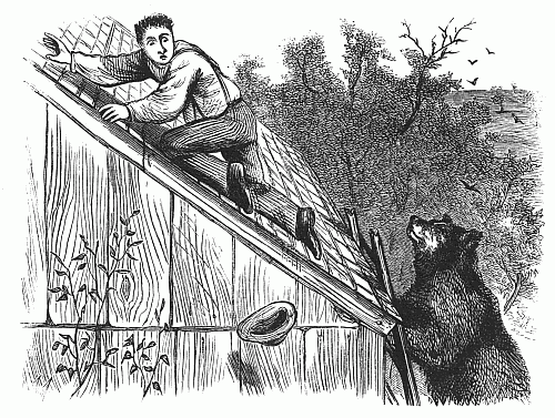 Bear on the ladder