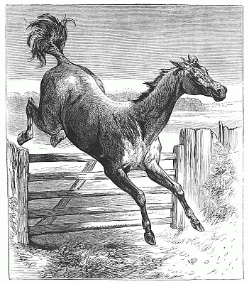 SAGACITY OF A HORSE