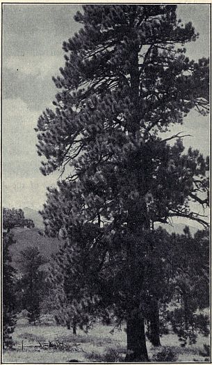 WESTERN YELLOW PINE

A magnificent tree which furnishes valuable timber. Range:
Hills and mountains of western United States. Photograph by
Albert E. Butler.