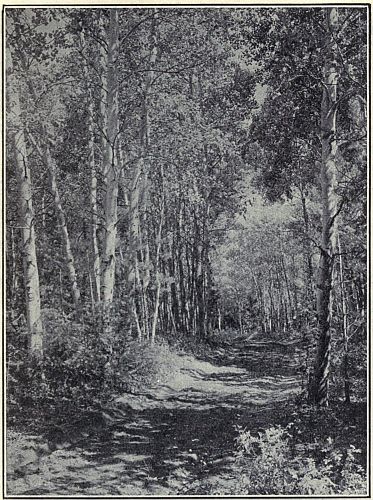 ROADS THROUGH THE ASPENS Range: Northern United States and Canada, south in the Rocky Mountains to Mexico. Photograph by Albert E. Butler.