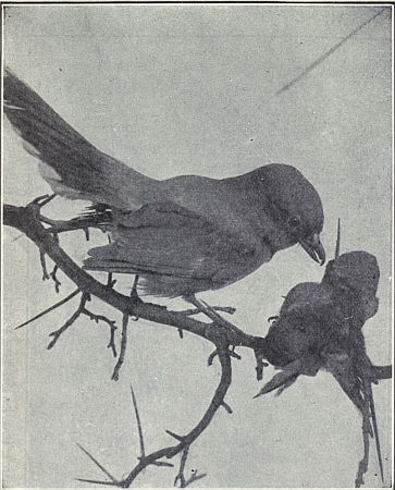 NORTHERN SHRIKE IMPALING A HOUSE SPARROW UPON A THORN
