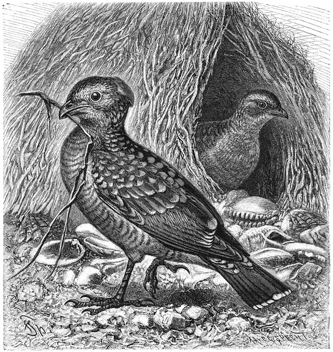 Kraagvogel (Chlamydodera maculata). ½ v. d. ware grootte.