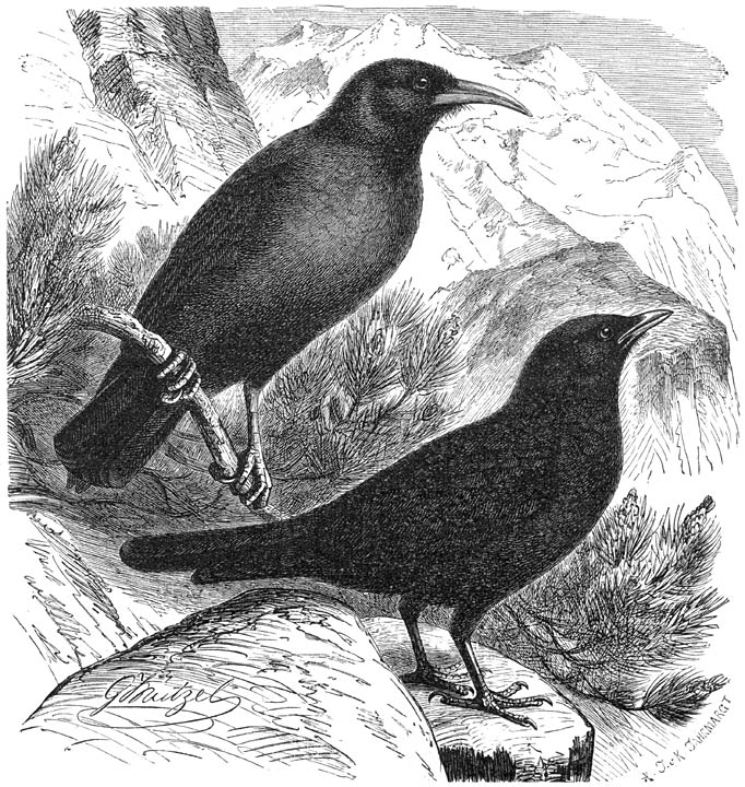 1) Alpenkraai (Pyrrhocorax graculus), 2) Alpenkauw (Pyrrhocorax alpinus). ⅓ v. d. ware grootte.