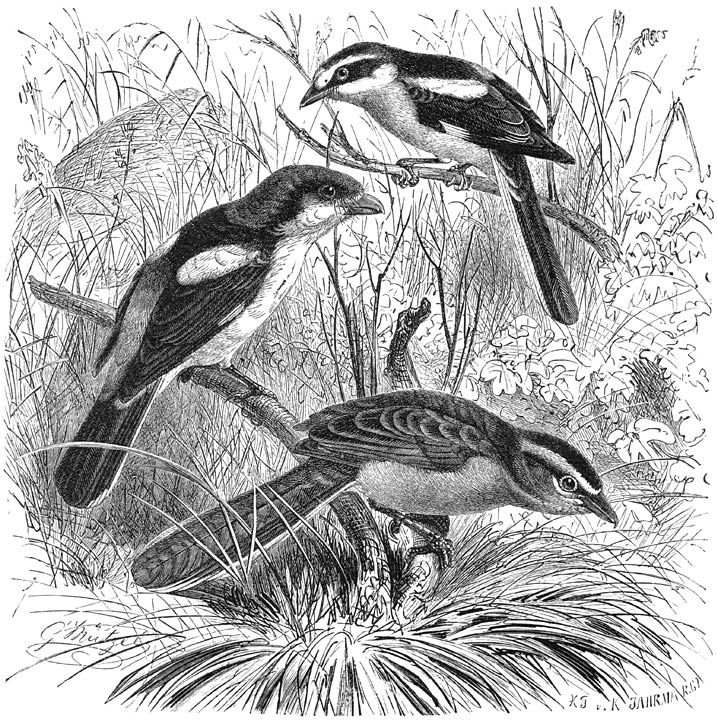 1) Roodkoppige Klauwier (Lanius senator). 2) Maskerklauwier (Lanius nubicus). 3) Tsjagra (Malaconotus erythropterus). ½ v. d. ware grootte.