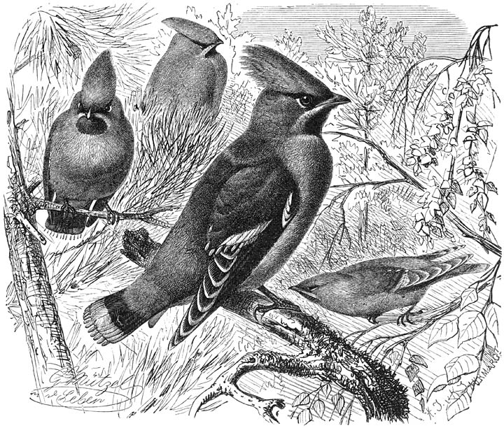 Pestvogel (Bombycilla garrula). ½ v. d. ware grootte.