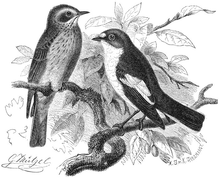 1) Grauwe Vliegenvanger (Muscicapa grisola). 2) Zwartkop-vliegenvanger
(Muscicapa atricapilla). ⅔ v. d. ware grootte.