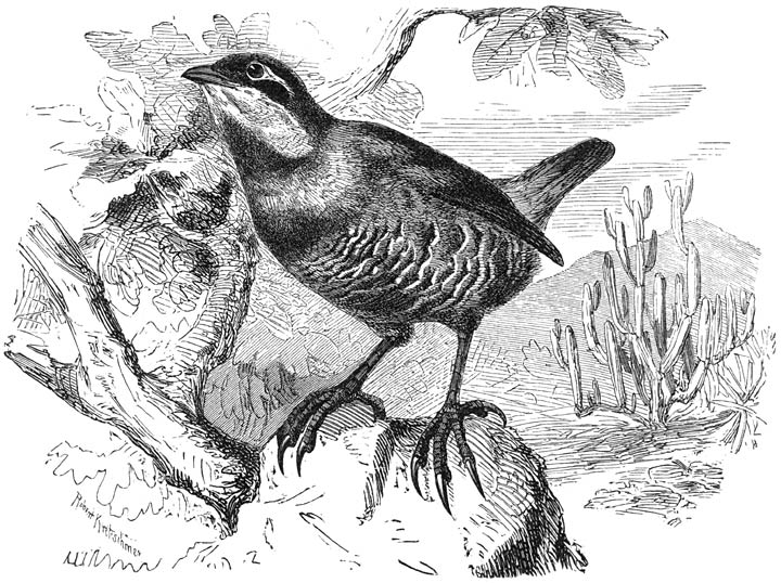 Turkenvogel (Hylactes megapodius). ⅖ v. d. ware grootte.