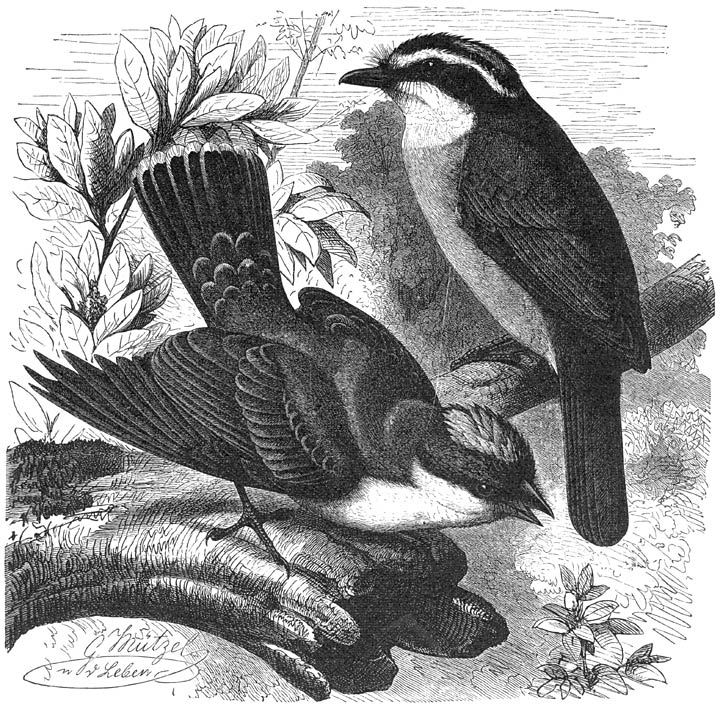 1) Koningsvogel (Tyrannus carolinensis), 2) Bentevi (Tyrannus sulfuratus). ½ v. d. ware grootte.
