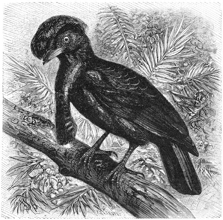 Schermvogel (Cephaloptera ornata). ¼ v. d. ware grootte.