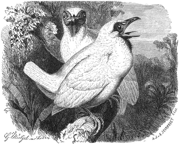 Klokvogel (Chasmarhynchus nudicollis). ⅜ v. d. ware grootte.