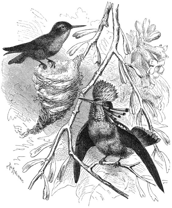 Pronkfee (Lophornis ornata). ⅔ v. d. ware grootte.