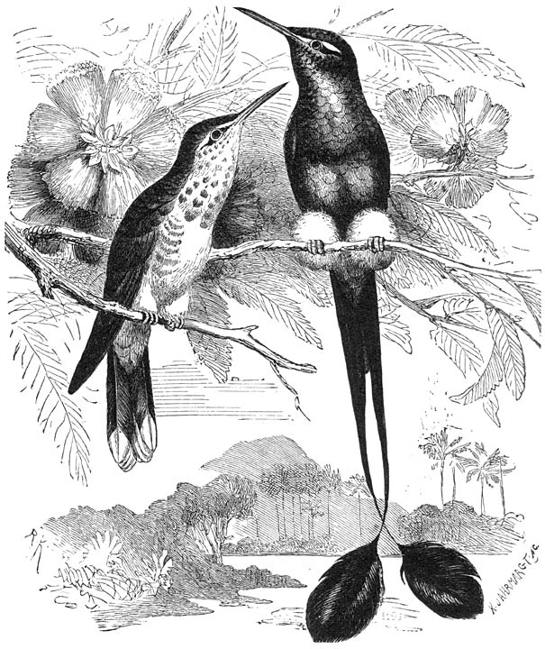 Gelaarsde kolibri of Vlagsylphe (Steganuru Underwoodi). ⅔ v. d. ware grootte. (Zie p 224.)