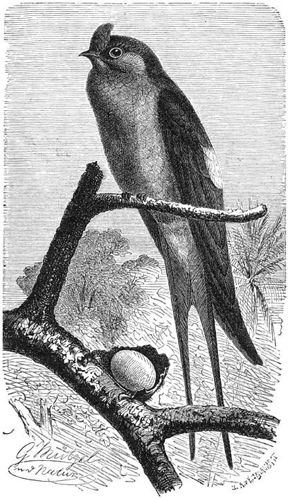 Klecho (Dendrochelidon longipennis). ⅓ v. d. ware grootte.