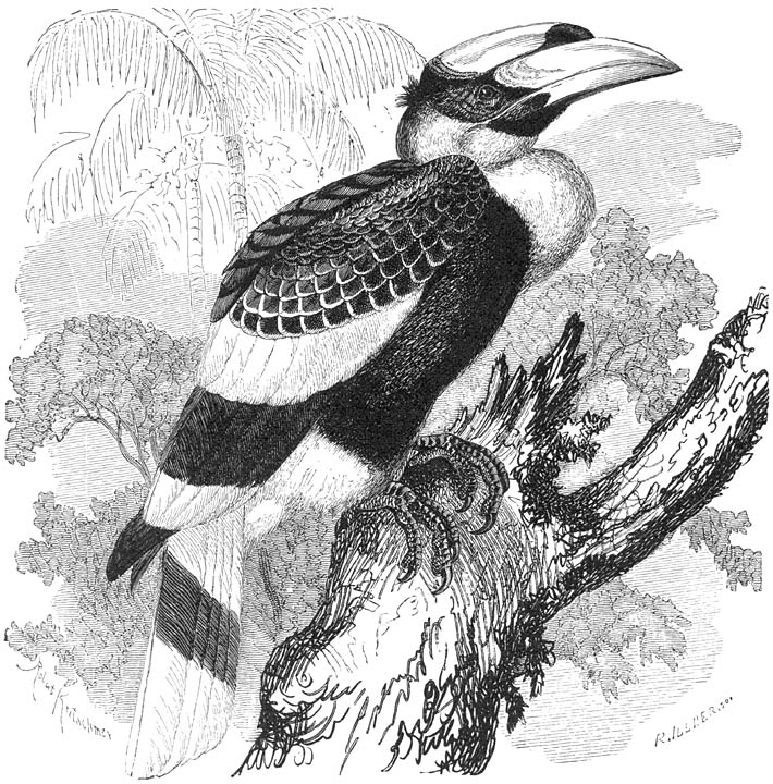 Rhinocerosvogel (Buceros bicornis). ⅕ v. d. ware grootte.