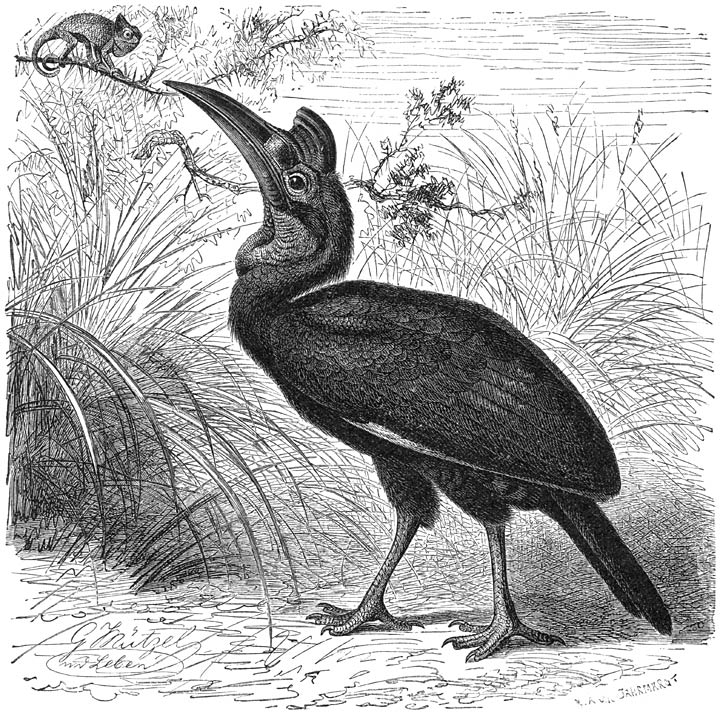 Hoornraaf (Tmetoceros abyssinicus). ⅕ v. d. ware grootte.