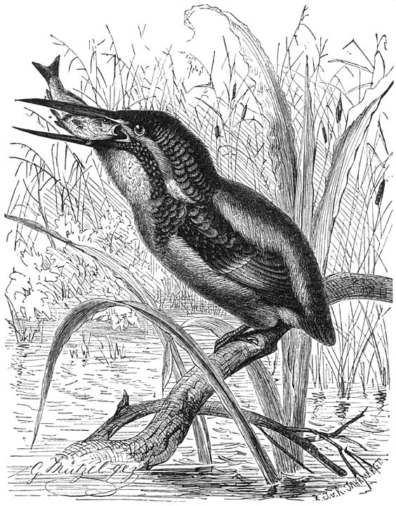 IJsvogel (Alcedo ispida). ⅔ v. d. ware grootte.