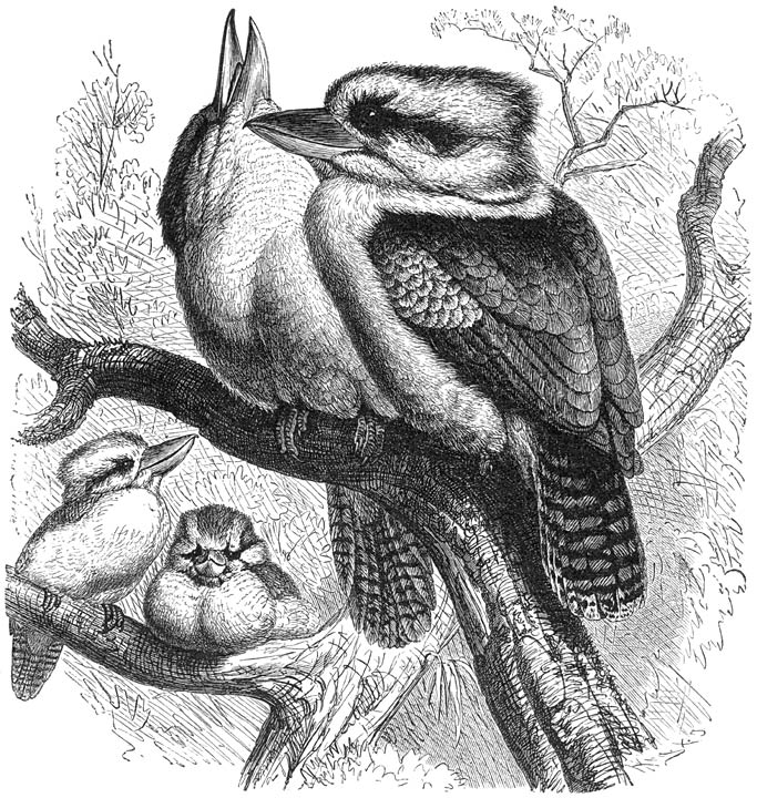 Reuzen-ijsvogel (Halcyon giganteus). ⅔ v. d. ware grootte.
