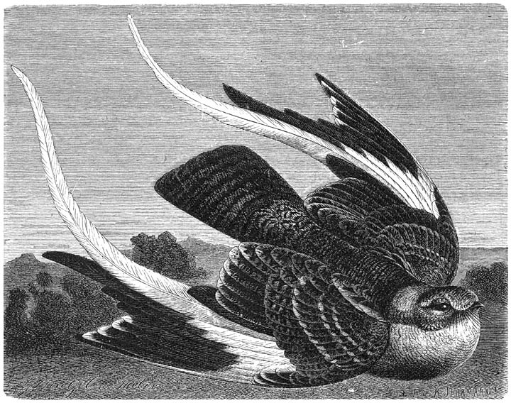 Wimpelzwaluw (Cosmetornis vexillarius). ½ v. d. ware grootte.
