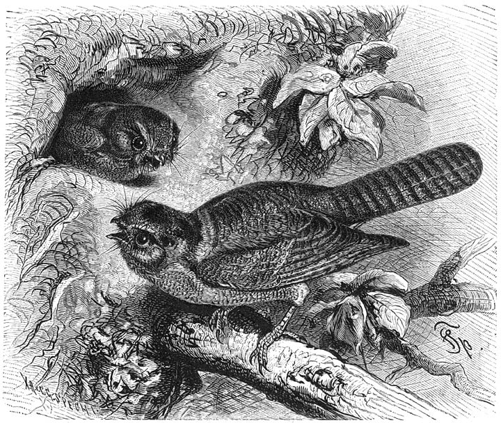 Sluier-uilzwaluw (Aegotheles novae-hollandiae). ⅖ v. d. ware grootte.