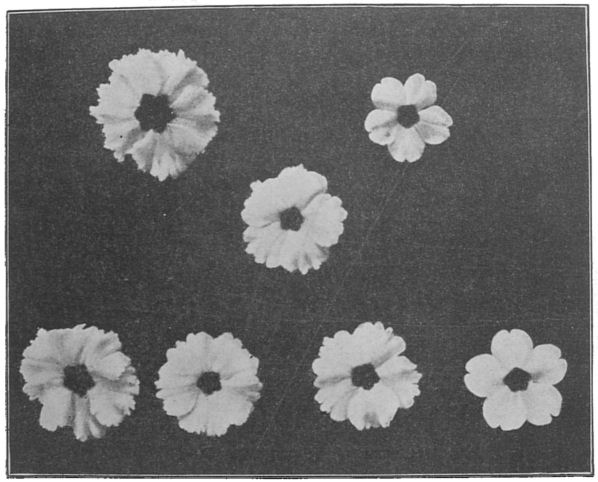 Fig. 11. Primula flowers.