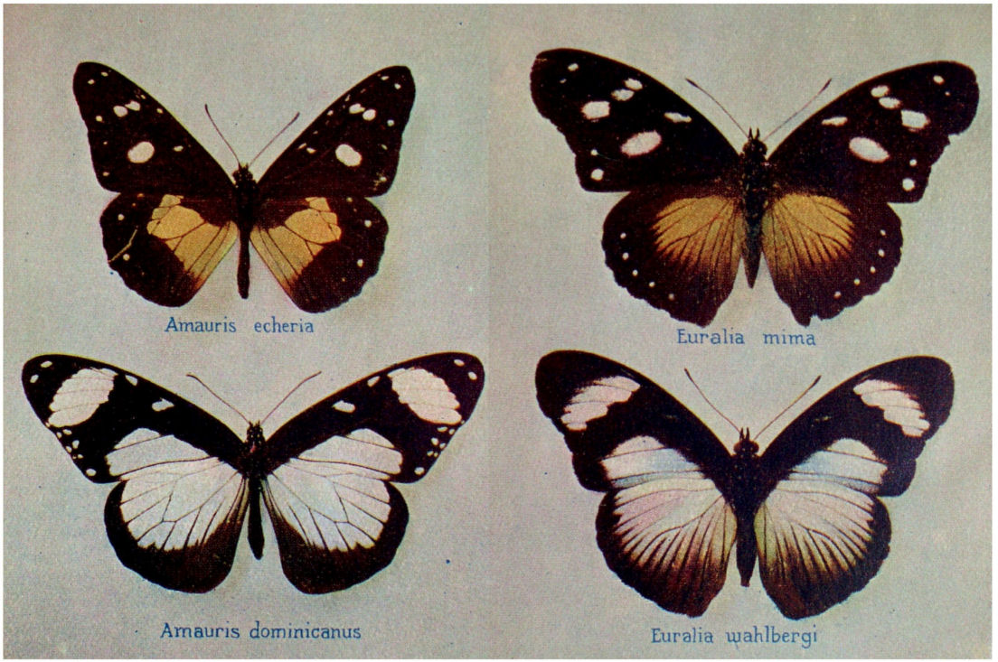 Plate VI. Mimicry by Euralia sp.