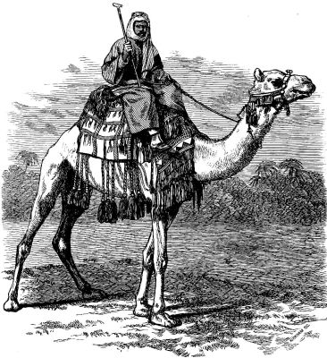 THE CAMEL AND HIS RIDER.