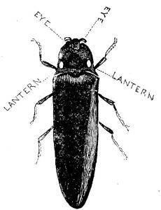 The Cucuius, or Lantern-Fly.