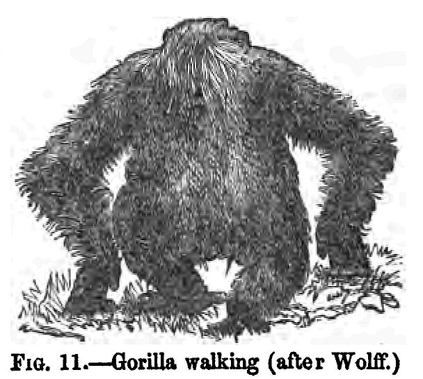 fig11 gorilla Walking (after Wolff(71K)