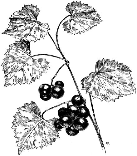 Fig. 3. A shoot of Vitis rotundifolia.