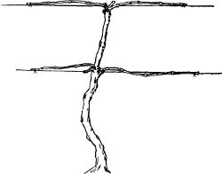 Fig. 18. Single-stem, Four-cane Kniffin training.