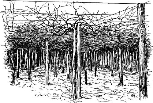 Fig. 21. Rotundifolia vines trained by the overhead
method.