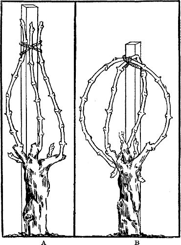 Fig. 24. Forms of head pruning.