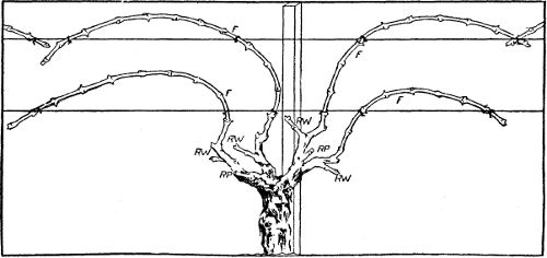 Fig. 25. Head pruning: fan-shaped head; fruit canes
tied to horizontal trellis.