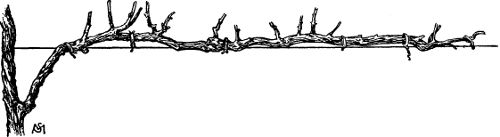 Fig. 27. Unilateral horizontal cordon with fruit
spurs.